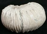 Liparoceras Ammonite - Very D #10700-2